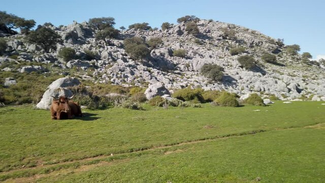 Retinto cow resting in meadow, pan right to herd in distance of Cadiz Mountains