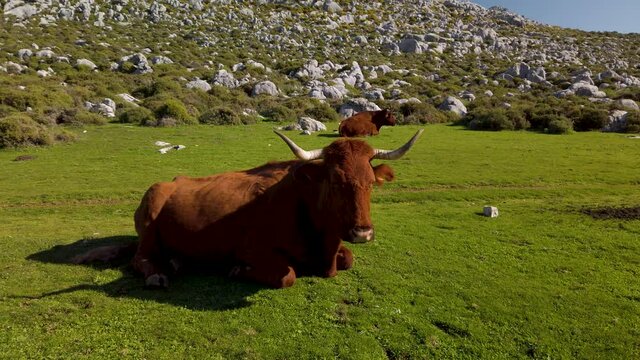 Reddish Brown Retinto Cow Laying in Meadow of Southern Spain, Tilt Down