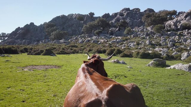 View Behind Famous Endemic Retinto Cow of Rocky Sierra De Cadiz Landscape, Spain