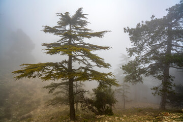 Naklejka premium scenic view of trees in the mist