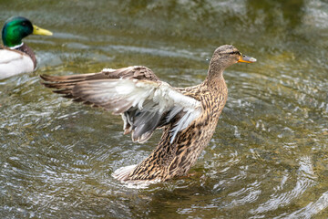 A duck romps in the water