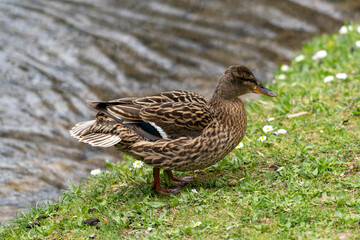 Duck in park out of the water in the meadow