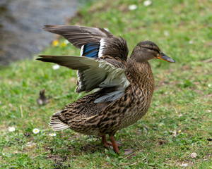 A duck romps in the meadow.