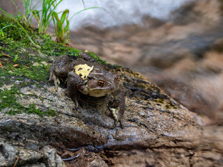秋の渓谷で出会ったヒキガエル