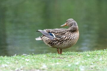 A duck romps in the meadow.