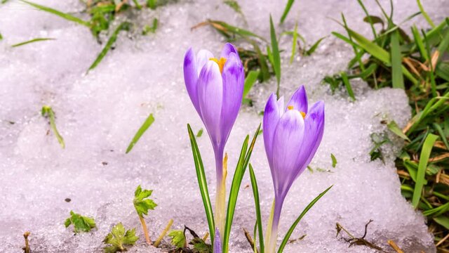 Snow melting and beautiful crocus flower blooming in green meadow spring Time lapse