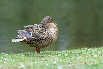 A duck romps in the meadow.