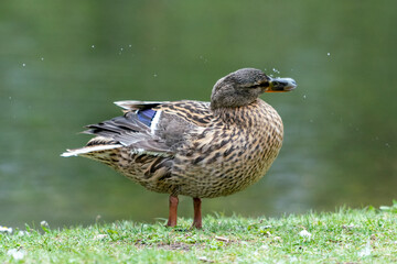 A duck romps in the meadow.