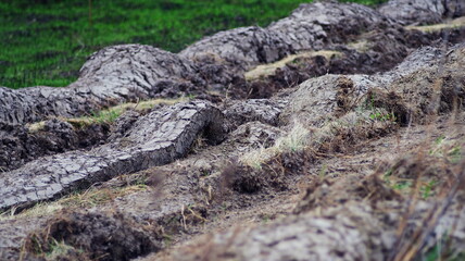 Fototapeta na wymiar The field is plowed at the edge with a fire strip