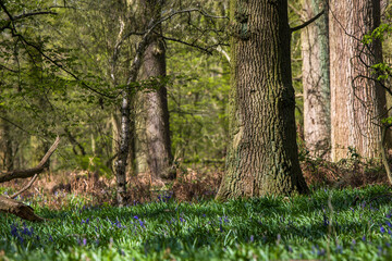 Low perspective picture of the tree taken in a morning forest in England
