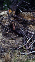 Burnt and broken trees in the forest after a fire