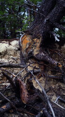 Burnt and broken trees in the forest after a fire