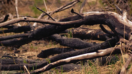 Burnt and broken trees in the forest after a fire