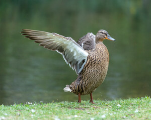 A duck romps in the meadow.