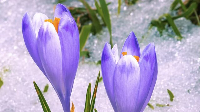 Closeup of violet crocus flower bloom and snow melts in green meadow spring Time lapse