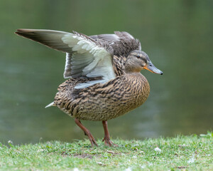 A duck romps in the meadow.