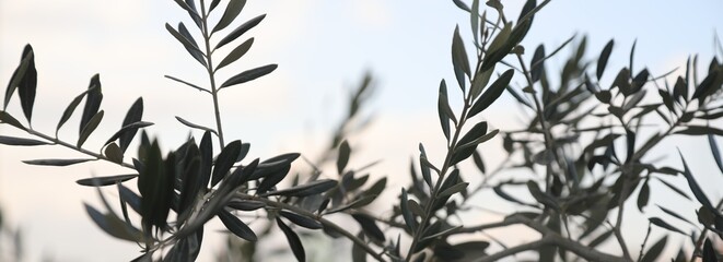 Olives on branch. Olive trees garden, mediterranean olive field, ayia napa , cyprus