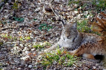 lynx