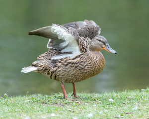 A duck romps in the meadow.