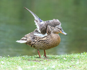 A duck romps in the meadow.