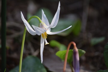 片栗　花　白いカタクリ　レア　春　