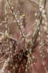 Spring Willows