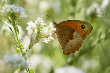 Fototapeta premium Small heath butterfly (Coenonympha lyllus) on white flower