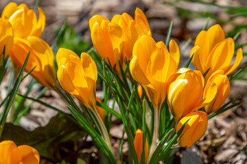 yellow Crocus