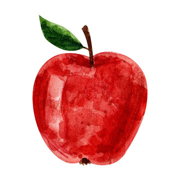 watercolor illustration of a red apple on a white background. hand drawing. apple cutaway