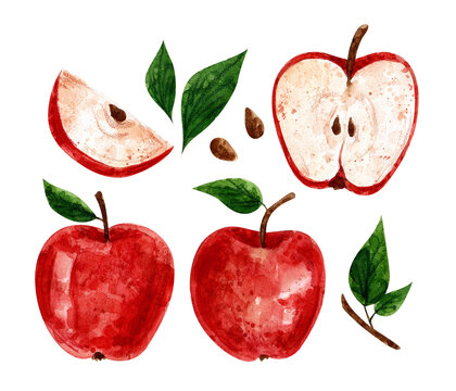 watercolor illustration of a red apple on a white background. hand drawing. apple cutaway