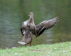 A duck romps in the meadow.