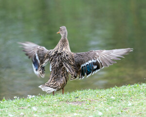 A duck romps in the meadow.