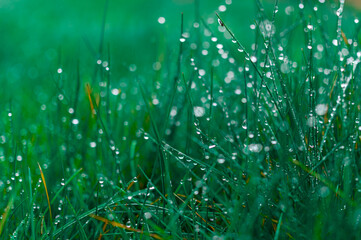 soczysta zielona trawa z kropelkami deszczu - obrazy, fototapety, plakaty