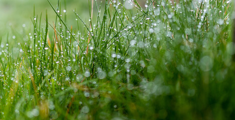 soczysta zielona trawa z kropelkami deszczu - obrazy, fototapety, plakaty