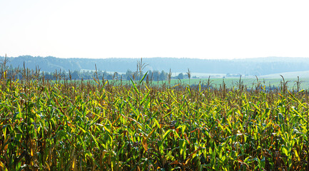 Cornfield on white background. Harvesting season forages