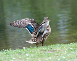 A duck romps in the meadow.