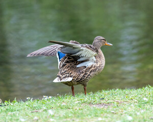 A duck romps in the meadow.