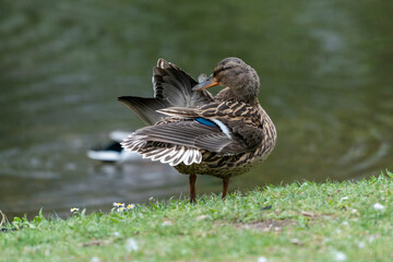A duck romps in the meadow.