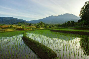 Beautiful scenery in the morning, the village nature with beautiful rice fields in Indonesia