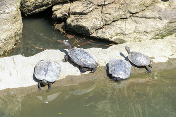 four turtles on a rock