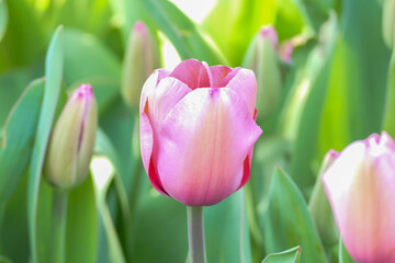 Pink tulip in a field of tulips