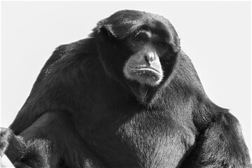 Siamang Gibbon Portrait in Black and White