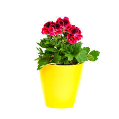 Flower pot with blooming beautiful pink pelargonium.