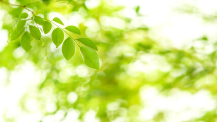 Fototapeta na wymiar Leaf background.Closeup nature view of green leaf on blurred greenery background.Green leaf nature on blurred greenery background.