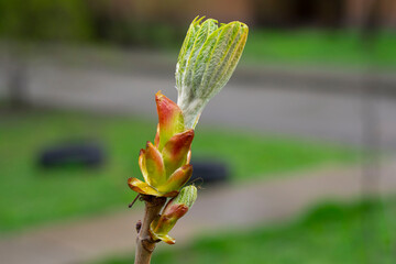 The sprout and buds blossom on chestnut in the park on a spring day against the green background.  Genus Castanea, in the beech family Fagaceae.
