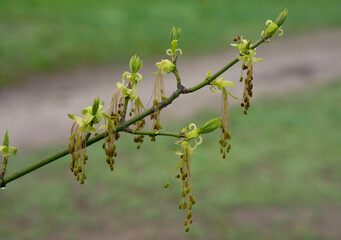 Acer negundo, the box elder, boxelder maple, Manitoba maple or ash-leaved maple, is a species of maple native to North America. It is a fast-growing, short-lived tree with opposite, compound leaves.
