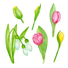 Watercolor illustration , tulip flower, leaves,greenery, snowdrop  spring,botanical day, garden .