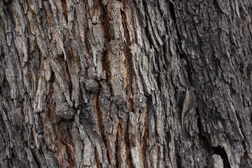 bark of a tree