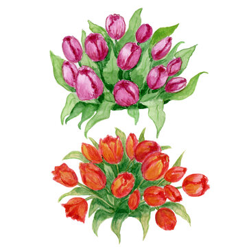 Watercolor illustration , tulip flower, leaves,greenery, snowdrop  spring,botanical day, garden . Vases.