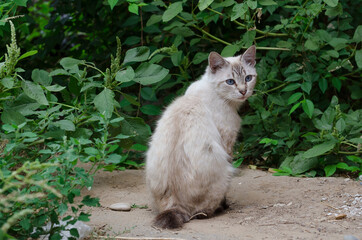 Naklejka na ściany i meble Cat in the garden